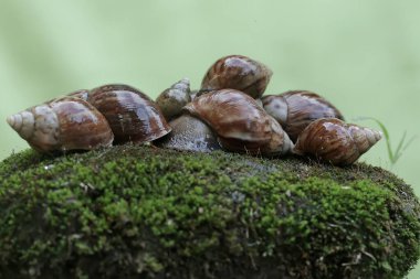 Salyangoz kolonileri yosun kaplı zeminde yiyecek arıyorlar. Bu yumuşakçanın bilimsel adı Achatina Fulica.