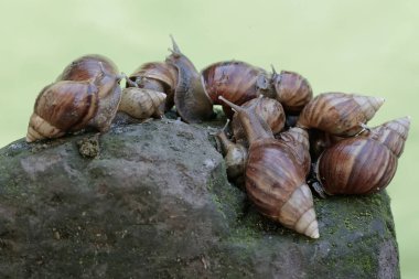 Salyangoz kolonileri yosun kaplı zeminde yiyecek arıyorlar. Bu yumuşakçanın bilimsel adı Achatina Fulica.