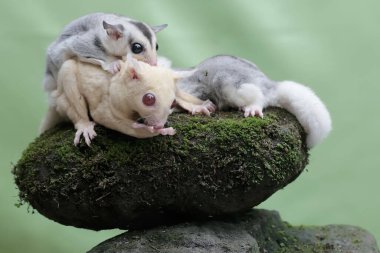 Bir anne şeker planörü iki bebeğini tutarken yiyecek arar.. 