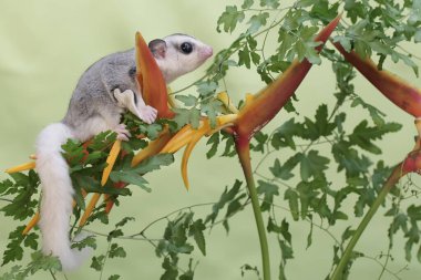 Genç bir mozaik şeker planörü yabani muz çiçekleri yiyor. Bu memelinin bilimsel adı Petaurus breviceps.