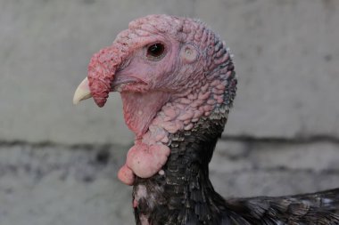 Erkek bir hindinin cesur ve kaslı yüzü. İnsanlar tarafından yetiştirilen bu hayvanın bilimsel adı Meleagris Dörtnala.