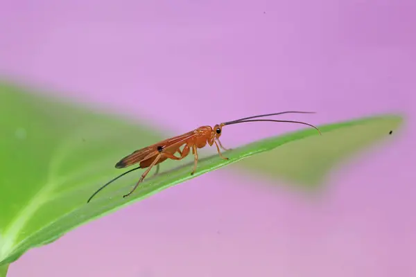 Bright Yellow Parasitoid Wasp Perched Wildflower Insect Has Scientific Name — Stock Photo, Image