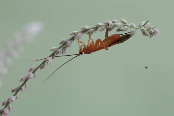 Bright Yellow Parasitoid Wasp Perched Wildflower Insect Has Scientific Name — Stock Photo, Image