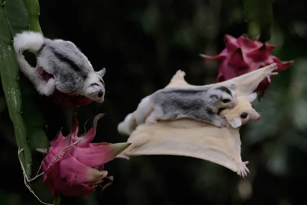 Bir albino planör anne, bebeğini tutarken olgun bir ejderha meyvesine doğru süzülüyor. Bu memelinin bilimsel adı Petaurus breviceps.