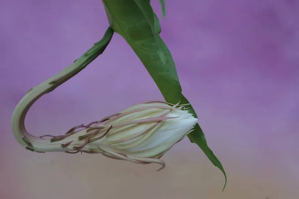 더치맨의 파이프 꽃봉오리는 피어나게 여왕이라는 별명이 아름다운 꽃에는 과학적 이름인 — 스톡 사진