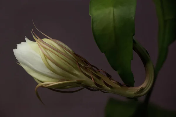 더치맨의 파이프 꽃봉오리는 피어나게 여왕이라는 별명이 아름다운 꽃에는 과학적 이름인 — 스톡 사진