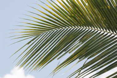 Mavi gökyüzü ve beyaz bulutların arkasında yeşil hindistan cevizi ağacı yaprakları. Bu bitkinin bilimsel adı Cocos nucifera.