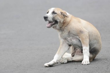Çevrelerini gözleyen yerel bir Balili köpeğin gözleri. Çok dikkatliler. Genellikle evcil hayvan olarak kullanılan memelilerin bilimsel adı Canis lupus familiaris 'dir..