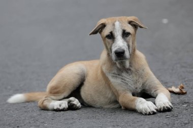 Çevrelerini gözleyen yerel bir Balili köpeğin gözleri. Çok dikkatliler. Genellikle evcil hayvan olarak kullanılan memelilerin bilimsel adı Canis lupus familiaris 'dir..