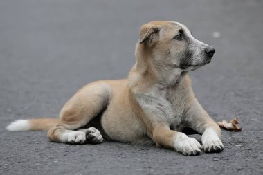 Çevrelerini gözleyen yerel bir Balili köpeğin gözleri. Çok dikkatliler. Genellikle evcil hayvan olarak kullanılan memelilerin bilimsel adı Canis lupus familiaris 'dir..