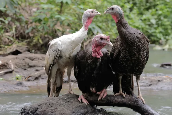 stock image Two female turkeys and a male turkey are looking for food on the bush. This animal is commonly cultivated by humans with the scientific name Meleagris gallopavo.