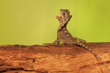 Genç fırfırlı kertenkele yırtıcıları korkutmak için boynunu geliştiriyor. Bu egzotik sürüngenin bilimsel adı Chlamydosaurus kingii..