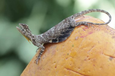 Uçan bir ejderha günlük aktivitelerine başlamadan önce güneşleniyor. Bir ağaçtan diğerine kayarak hareket eden bu sürüngenin bilimsel adı Draco Volans 'dır..