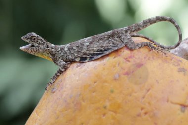 Uçan bir ejderha günlük aktivitelerine başlamadan önce güneşleniyor. Bir ağaçtan diğerine kayarak hareket eden bu sürüngenin bilimsel adı Draco Volans 'dır..