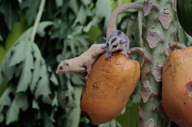 Yetişkin bir kadın albino planör iki bebeğiyle papaya meyvesi yiyor. Bu keseli memelinin bilimsel adı Petaurus Breviceps..