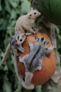 Yetişkin bir kadın albino planör iki bebeğiyle papaya meyvesi yiyor. Bu keseli memelinin bilimsel adı Petaurus Breviceps..