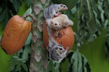 Yetişkin bir kadın albino planör iki bebeğiyle papaya meyvesi yiyor. Bu keseli memelinin bilimsel adı Petaurus Breviceps..