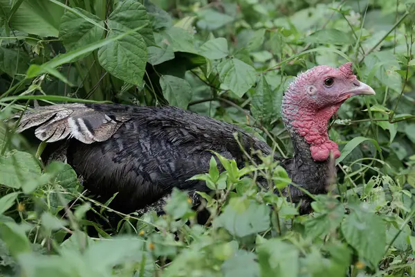 Male Turkey Showing Aggressive Behavior Chase Away Other Animals Enter — Stock Photo, Image