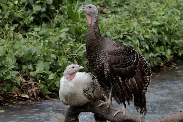 stock image Two female turkeys are resting on a weathered tree trunk in the middle of a small river. This animal is commonly cultivated by humans with the scientific name Meleagris gallopavo.