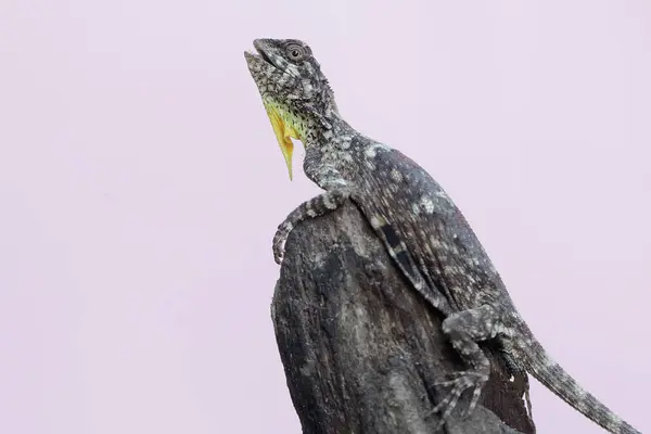 stock image A flying dragon is sunbathing before starting its daily activities. This reptile that moves from one tree to another by sliding has the scientific name Draco volans.