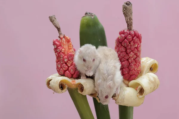Dwa Karłowate Chomiki Campbell Jedzące Olbrzymie Nasiona Owoców Taro Ten — Zdjęcie stockowe