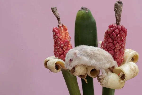 Karłowaty Chomik Campbell Jedzący Olbrzymie Nasiona Owoców Taro Ten Gryzoń — Zdjęcie stockowe