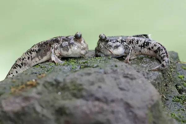 stock image Two barred mudskippers resting on a rock by the river mouth. This fish, which is mostly done in the mud, has the scientific name Periophthalmus argentilineatus.