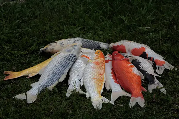 Collection of freshly harvested carp fish and ready to eat. This fish has the scientific name Cyprinus rubrofuscus.