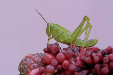 Genç bir çekirge, anturyum çiçeklerinin parlak kırmızı kümelerinde yiyecek arıyor..