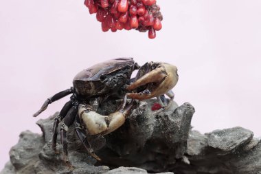 Bir tarla yengeci saldırıya hazır bir ifade gösterir. Bu hayvanın bilimsel adı Parathelphusa convexa. 