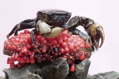 Bir tarla yengeci saldırıya hazır bir ifade gösterir. Bu hayvanın bilimsel adı Parathelphusa convexa. 