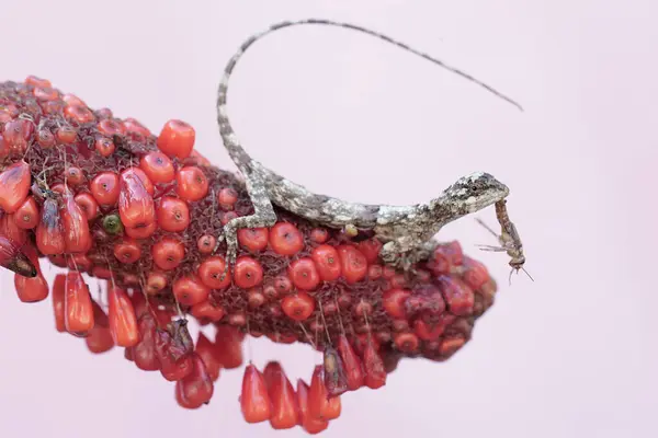Létající Drak Malého Cvrčka Tento Had Vědecké Jméno Draco Volans — Stock fotografie