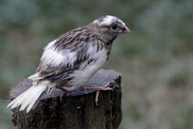 Kuru bir ağaç gövdesinde dinlenen bir kanarya kuşu. Bu kuşun bilimsel adı Serinus Canaria.
