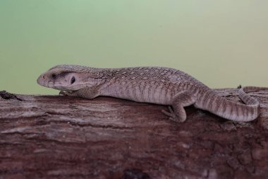 Bir Savannah monitörü günlük aktivitelerine başlamadan önce kuru bir ağaç gövdesinin üzerinde güneşleniyor. Afrika kıtasında doğal habitatı olan bu sürüngenin bilimsel adı Varanus exanthematicus..