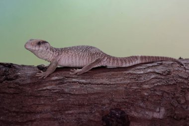 Bir Savannah monitörü günlük aktivitelerine başlamadan önce kuru bir ağaç gövdesinin üzerinde güneşleniyor. Afrika kıtasında doğal habitatı olan bu sürüngenin bilimsel adı Varanus exanthematicus..