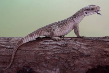 Bir Savannah monitörü günlük aktivitelerine başlamadan önce kuru bir ağaç gövdesinin üzerinde güneşleniyor. Afrika kıtasında doğal habitatı olan bu sürüngenin bilimsel adı Varanus exanthematicus..