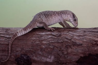 Bir Savannah monitörü günlük aktivitelerine başlamadan önce kuru bir ağaç gövdesinin üzerinde güneşleniyor. Afrika kıtasında doğal habitatı olan bu sürüngenin bilimsel adı Varanus exanthematicus..