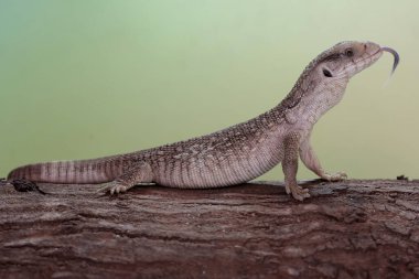 Bir Savannah monitörü kuru bir ağaç gövdesinde av arıyor. Afrika kıtasında doğal habitatı olan bu sürüngenin bilimsel adı Varanus exanthematicus..