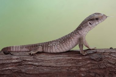 Bir Savannah monitörü kuru bir ağaç gövdesinde av arıyor. Afrika kıtasında doğal habitatı olan bu sürüngenin bilimsel adı Varanus exanthematicus..
