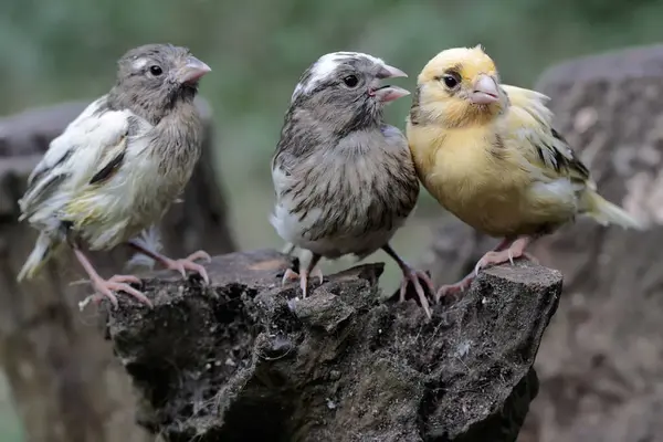 Kuru bir ağaç gövdesinde dinlenen üç genç kanarya. Bu kuşun bilimsel adı Serinus Canaria.