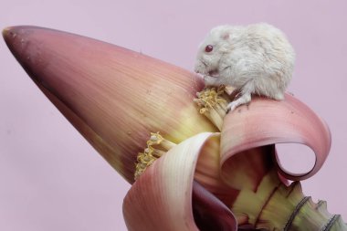 Bir Campbell cüce hamsterı yabani bir muz çiçeğini yiyor. Bu kemirgenin bilimsel adı Phodopus kampbelli..