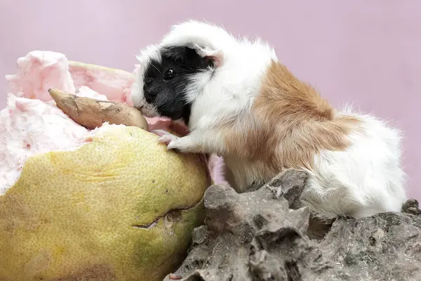 Una Conejita Indias Adulta Comiendo Pomelo Que Cayó Suelo Este — Foto de Stock