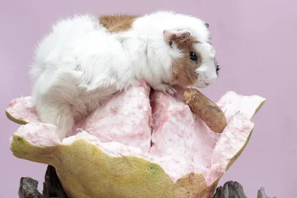 Una Conejita Indias Adulta Comiendo Pomelo Que Cayó Suelo Este — Foto de Stock