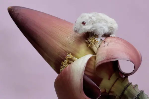 Hamster Enano Campbell Comiendo Una Flor Plátano Salvaje Este Roedor — Foto de Stock