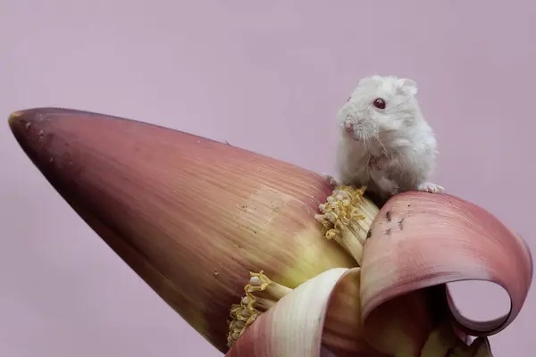 Hamster Enano Campbell Comiendo Una Flor Plátano Salvaje Este Roedor — Foto de Stock