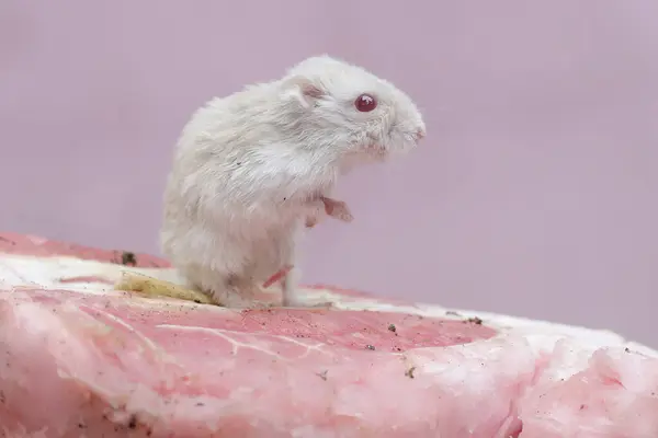Hamster Enano Campbell Está Comiendo Una Fruta Pomelo Este Roedor — Foto de Stock