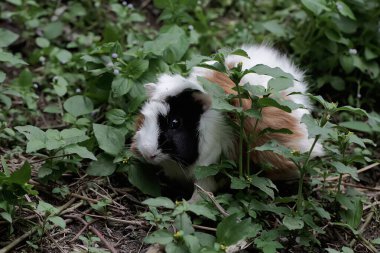 Yetişkin bir dişi kobay nehir kıyısında yetişen genç yaprakları yiyor. Bu kemirgen memelinin bilimsel adı Cavia Porcellus..