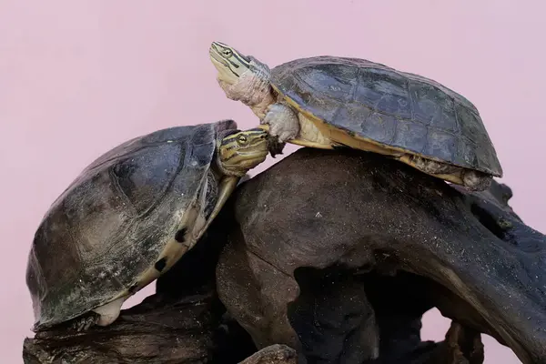 Two Amboina box turtles or Southeast Asian box turtles are basking on a dry tree trunk. This shelled reptile has the scientific name Coura amboinensis.