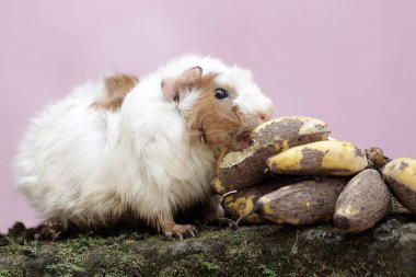 Yetişkin bir dişi gine yere düşmüş bir muzu yiyor. Bu kemirgen memelinin bilimsel adı Cavia Porcellus..