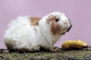 Yetişkin bir dişi gine yere düşmüş bir muzu yiyor. Bu kemirgen memelinin bilimsel adı Cavia Porcellus..